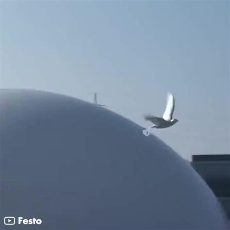 Robotic Bird Build 的图像结果