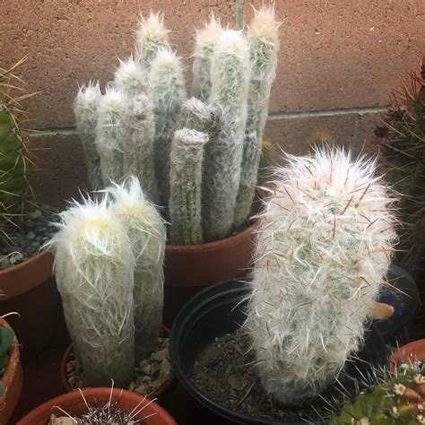 Old Man Cactus (Cephalocereus senilis) Care Guide