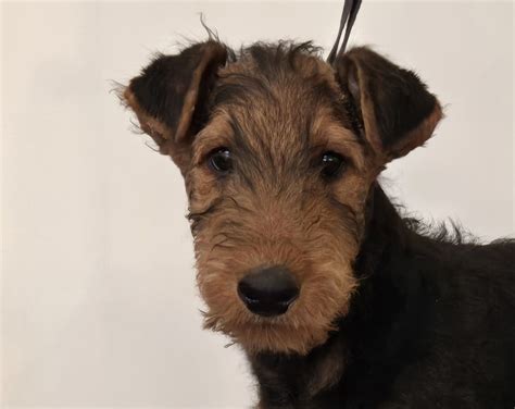 Airedale Terrier Puppies For Sale