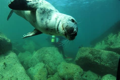 Diving with Seals - Dacorum Scuba
