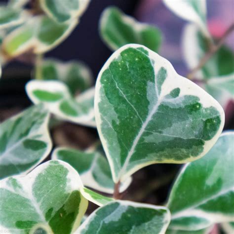 Image result for Ficus Triangularis Variegata Humidity