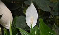 piante da appartamento con fiori bianchi fiori da appartamento guida alla scelta casafacile piante da appartamento con fiori bianchi fiori da appartamento guida alla scelta casafacile