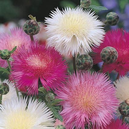 Planthub Sweet Sultan Flower Seed, Amberboa moschata Imperialis Mixed ...