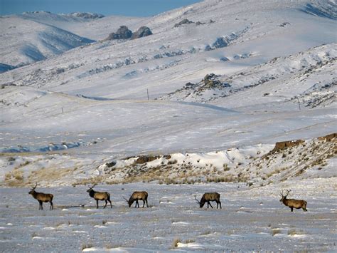 Ciervo rojo con grandes cuernos en la pradera.