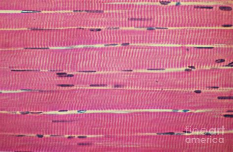 Image result for Skeletal Muscle Tissue Function