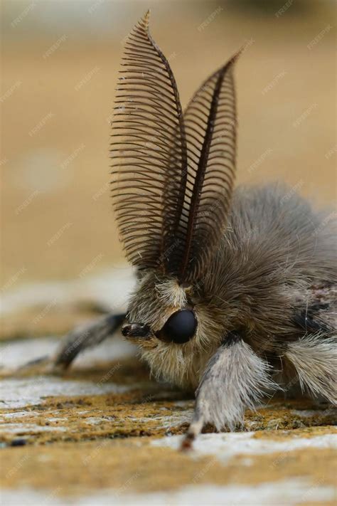 Premium Photo | Vertical closeup on the gypsy moth, lymantria dispar ...