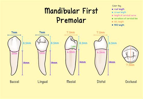 Premolars - My Dental Key