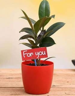 Shreeram Flowers Jaipur| Online Flower Delivery in Jaipur|Jaipur ...