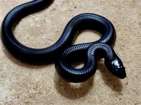Jet Black Mexican Black Kingsnake by Casa Grande Reptiles - MorphMarket
