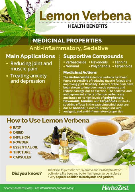 Lemon Verbena Uses