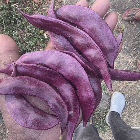 Purple Dolichos LabLab Seeds – Exotic Purple Hyacinth Bean | Golden ...