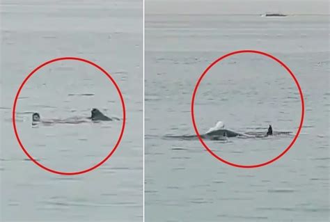Disturbing Video Shows Russian Tourist Eaten By Tiger Shark In Front Of ...