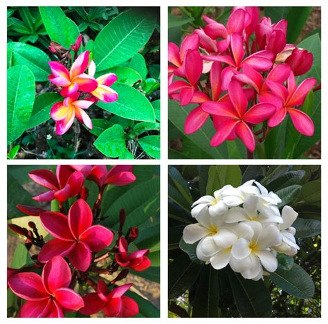 Assorted set of 4 Colourful Plumeria Champa Plant Combo - Plumeria Sym