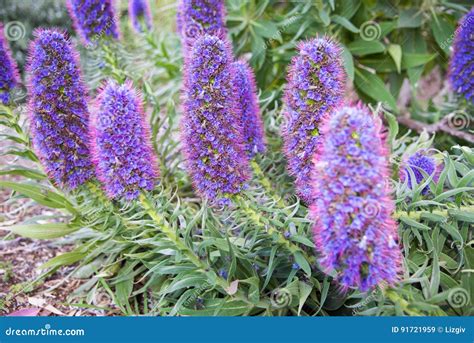 Pride of Madeira Shrub stock image. Image of flora, flowering - 91721959