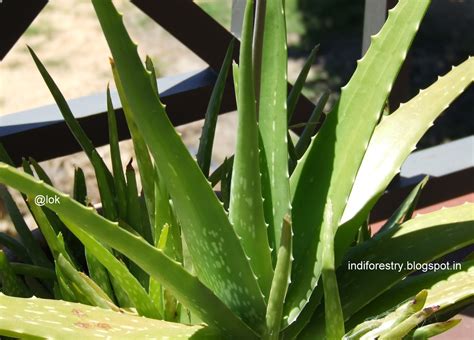 INDIAN FORESTRY: Aloe vera - Medicinal Uses,Classification,Description ...