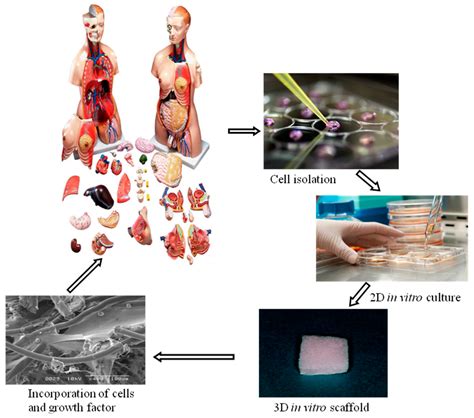 Development of 3D in Vitro Technology for Medical Applications