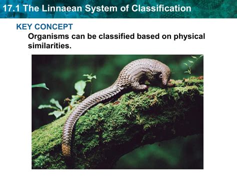 Image result for Linnaean Classification System