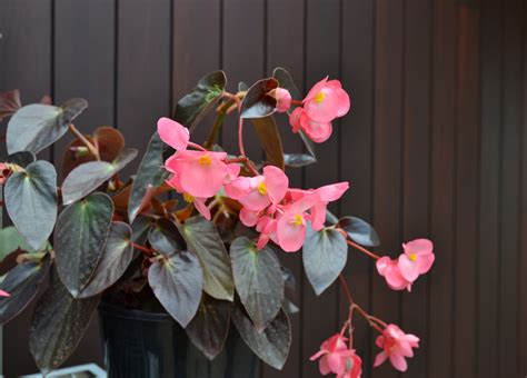 Begonia Dragon Wing Pink Bronze Leaf - Ball
