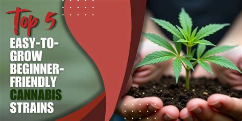 Top 5 easy ways to grow cannabis in Australia