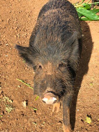 Kauai Animal Education Farm - Kapaa | Tripadvisor