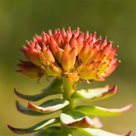 10 of Russia's most beautiful and rarest flowers - Russia Beyond