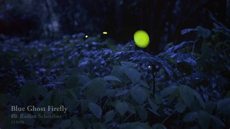 Blue Ghost Fireflies Real-time Footage on Vimeo