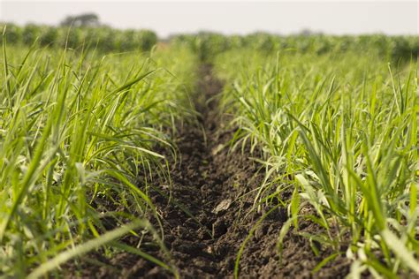 Manejo sustentable de caña de azúcar | Instituto Nacional de ...