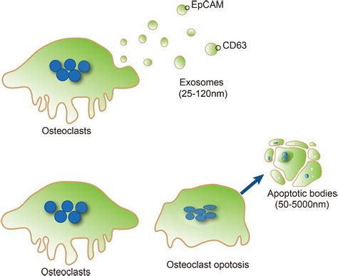Diagram Showing Evolution Of Osteoblasts And Osteoclast