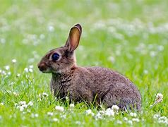 Image result for Picture of Rabbit Sitting On Nest