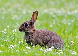 Image result for Rabbit Insect