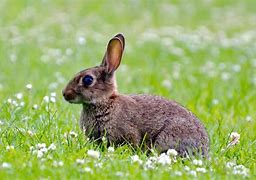 Image result for Wild Rabbit Close