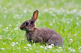 Image result for Cottontaol Rabbit