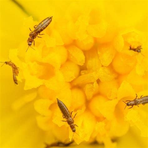 Can You Use Neem Oil To Get Rid Of Thrips?