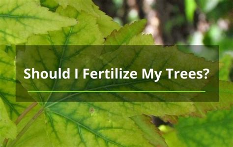 Image result for How Do You Fertilize a Tree