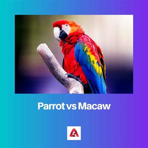 Parrot vs Macaw: Difference and Comparison