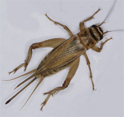 Cricket Care Sheet