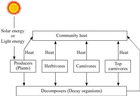 (a) With the help of a flow diagram, describe how energy from the sun ...
