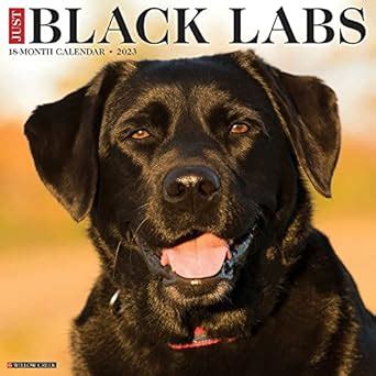 Buy Just Black Labs 2023 Wall Calendar Book Online at Low Prices in ...