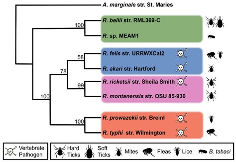 Analysis of the Type 4 Effectome across the Genus Rickettsia