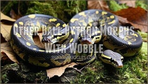Image result for Python Wobble