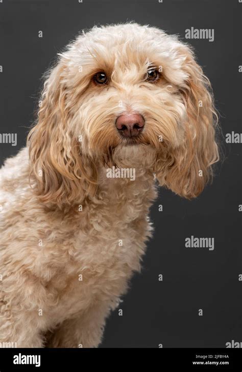 Image result for Cockapoo Apricot Color