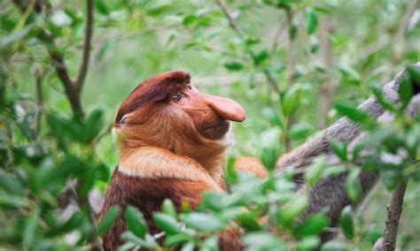 Wildlife Spotting on a Kinabatangan River Tour, Borneo – Wandering Wheatleys