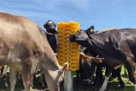 Cow Comfort Brushes : Delmer Group
