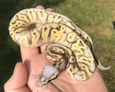 Superfly Ball Python 的图像结果