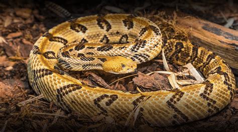 San Diego Zoo Snakes
