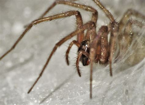Tegenaria domestica (Barn Funnel Weaver) in Kingston, New York United ...