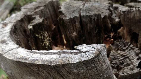 Image result for Tree Rot Slices