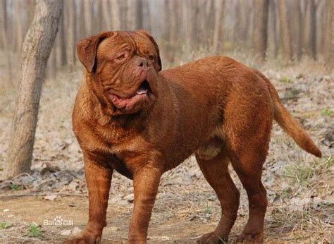 世界最凶的狗十大排名恶霸犬狗狗智商排名 —【一点排行】