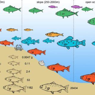 Image result for Fish Group Graph