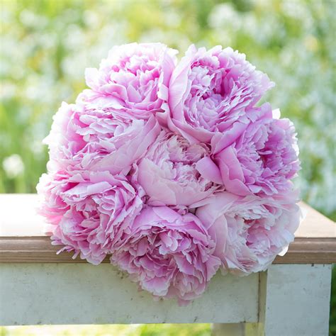 Sarah Bernhardt Peonies | Beautiful flowers, Flower arrangements ...